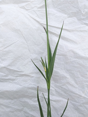 Dianthus membranaceus