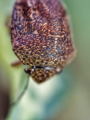 Hyperoncus cyaneosparsus