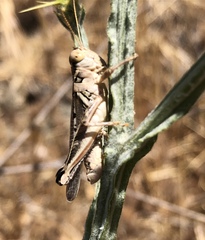 Melanoplus devastator