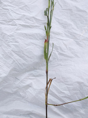 Dianthus membranaceus