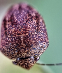 Hyperoncus cyaneosparsus