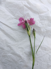 Dianthus membranaceus