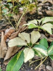 Hyperoncus cyaneosparsus