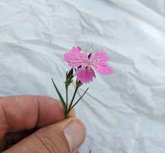 Dianthus membranaceus