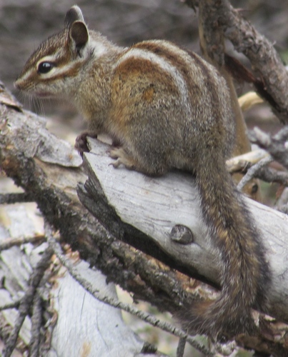 iNaturalist observation photo of Long-eared Chipmunk