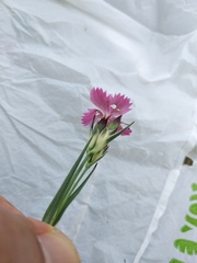 Dianthus membranaceus