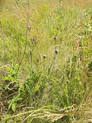 Dianthus membranaceus