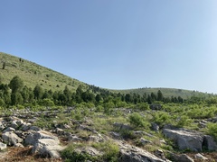Platycladus orientalis