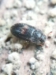 Biphyllus lunatus