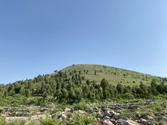 Platycladus orientalis