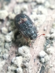 Biphyllus lunatus