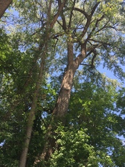 Populus deltoides