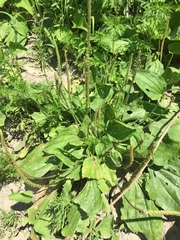 Plantago major