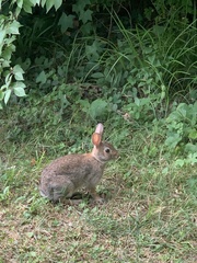 Sylvilagus floridanus