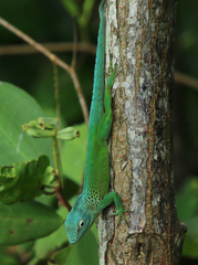 Anolis marmoratus