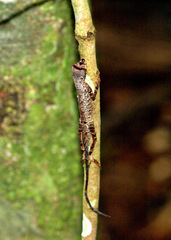 Anolis chrysolepis