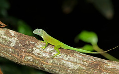 Anolis marmoratus