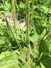 Plantago major