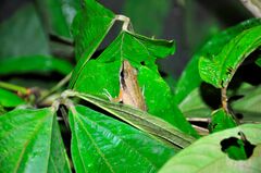 Indosylvirana nicobariensis