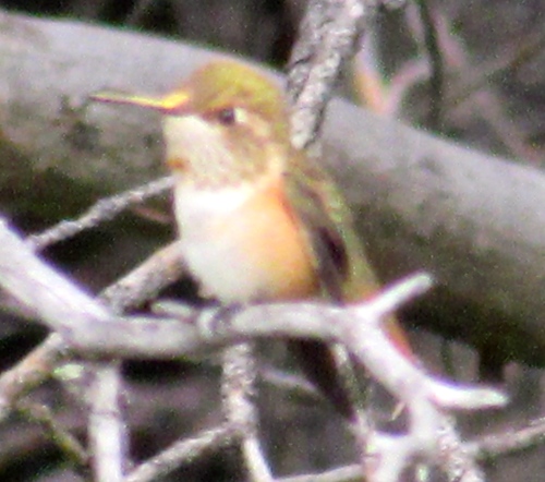 iNaturalist observation photo of Rufous Hummingbird