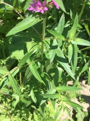 Lythrum salicaria