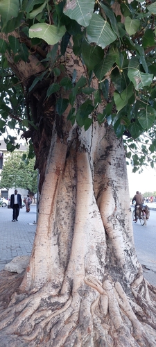 Ficus populifolia image