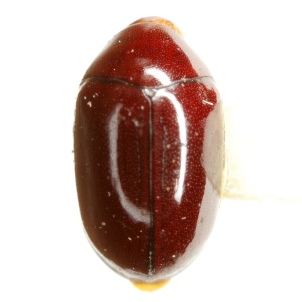 Calymmaderus punctulatus