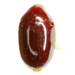 Calymmaderus punctulatus