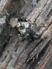 Pteroxanium kelloggi