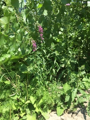 Lythrum salicaria