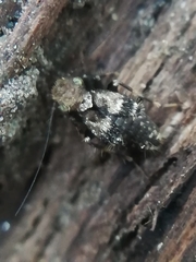 Pteroxanium kelloggi