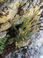 Draba cuspidata