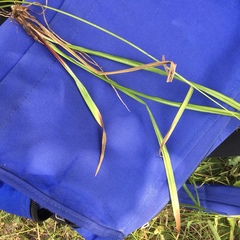 Carex depauperata