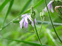 Cicerbita macrophylla