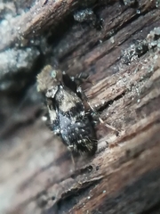 Pteroxanium kelloggi