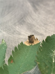 Orchestes pallicornis