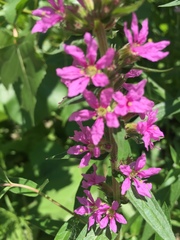 Lythrum salicaria