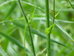 Cicerbita macrophylla