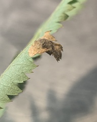 Orchestes pallicornis