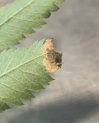 Orchestes pallicornis