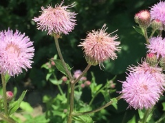 Cirsium arvense