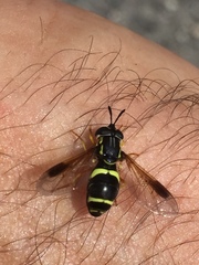 Chrysotoxum bicinctum