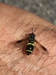 Chrysotoxum bicinctum
