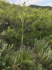 Ferula tatarica