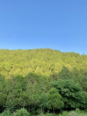 Platycladus orientalis