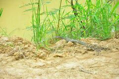 Varanus salvator macromaculatus
