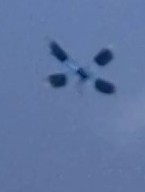 Calopteryx splendens