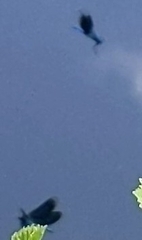 Calopteryx splendens