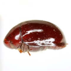 Calymmaderus punctulatus