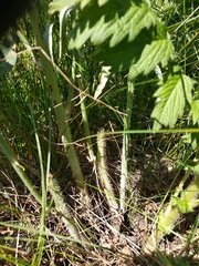 Chondrilla latifolia